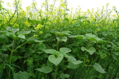 groenbemestermengsel-van-zonnebloemen-gele-mosterd-en-japanse-haver