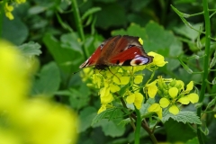 vlinders-hebben-baat-bij-groenbemesters