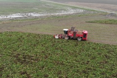 suikerbieten-rooien